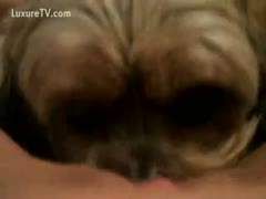 A woman's pubic area is piqued by a little, unshaven dog.